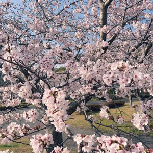 バルコニー/ベランダ,小さな庭,広い庭,テラス,玄関の画像