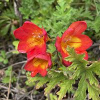 イブキジャコウソウ,シャガ,フリージア,コバノランタナ,原種チューリップ サクサテリスの画像