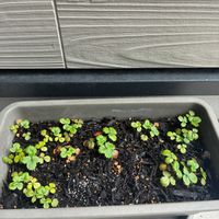 ワイルドストロベリーの画像