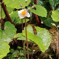 シラユキゲシの画像