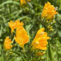 フリージア,花のある暮らし,植物のある暮らし,春到来！,庭の画像