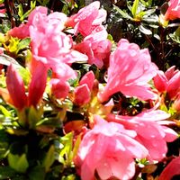 ツツジ,散歩の途中の画像