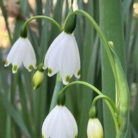 スノーフレーク,お出かけ先の画像