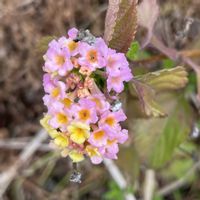 アルストロメリア,ランタナ,スカシユリ,コバノランタナ,ギョリュウバイの画像