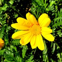 ユリオプスデージー,散歩の途中の画像