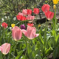 スノーフレーク,チューリップ,タンポポ,さくら サクラ 桜の画像