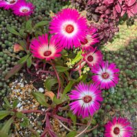 リビングストーンデージー,no green no life,咲いた咲いた,京都タニラー,庭の画像