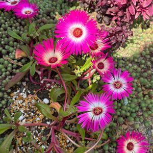 リビングストーンデージー,no green no life,咲いた咲いた,京都タニラー,庭の画像