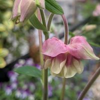 アジュガ,チューリップ,オダマキ・ピンクペチコート,常盤万作の画像