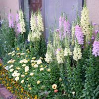 庭の花,種から育てた,種まき中毒,GS映え,種まき大好きの画像