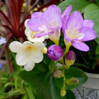 クリスマスローズ,フリージア,コルジリネ,寄せ植えの画像