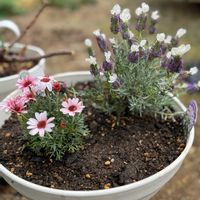 ラベンダー,ローダンセマムの画像