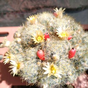 サボテン,ガーデニング,週末ガーデナー,小さな庭の画像