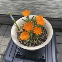 マツバギクの画像