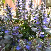 アジュガ,ガーデニング,週末ガーデナー,小さな庭の画像