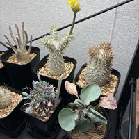 パキポディウム・デンシフローラム,恵比寿笑い,オトンナ ヘレー,オトンナ・ユーフォルビオイデス,パキポディウム エニグマチカムの画像