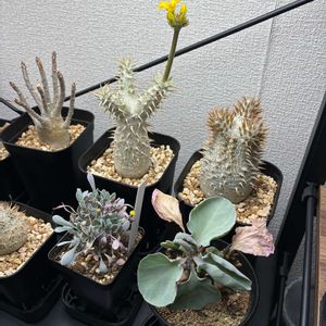 パキポディウム・デンシフローラム,恵比寿笑い,オトンナ ヘレー,オトンナ・ユーフォルビオイデス,パキポディウム エニグマチカムの画像