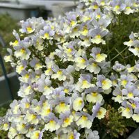 ネメシアの画像