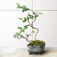 盆栽,小品盆栽,山野草,バルコニー/ベランダの画像