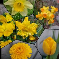 キンセンカ,スイセン,チューリップ,ビオラ,可愛い〜♡の画像