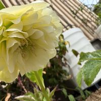 クリスマスローズの画像