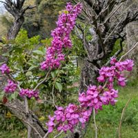 ハナズオウの画像