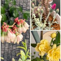 ブルーベリー,ミッチの会,ベランダの画像