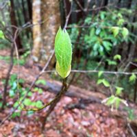 コシアブラの画像