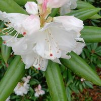 シャクナゲの画像