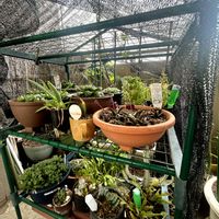 ハオルチア オブツーサ,ハオルチア竜鱗,良い天気,成長記録,遮光ネットの画像