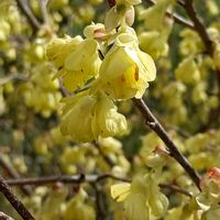 ヒュウガミズキ,レンギョウ,家の周りで咲いている花の画像