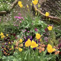 植栽,ひとりごと,団地の花壇の画像