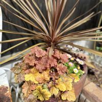 デイジー,コルジリネ,ヒューケラドルチェ バタークリーム,寄せ植え,庭の画像