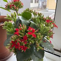 カランコエ,カランコエ,リビング・ダイニングの画像