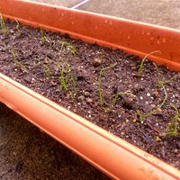 葉ネギ,実生苗,種まき,無農薬 無化学肥料栽培,種から育ててみませんかの画像