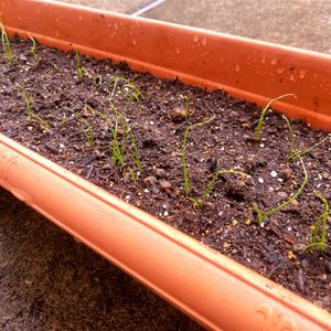 葉ネギ,実生苗,種まき,無農薬 無化学肥料栽培,種から育ててみませんかの画像