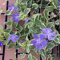 ツルニチニチソウの画像