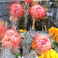 カラー,キンセンカ,キンセンカ,ラナンキュラス,リーガスベゴニアの画像