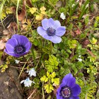 アネモネ,ミニアイリス,小さな庭の画像