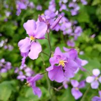 ムラサキハナナの画像