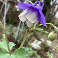 オダマキ,ガーデニング,花のある暮らし,小さな庭の画像