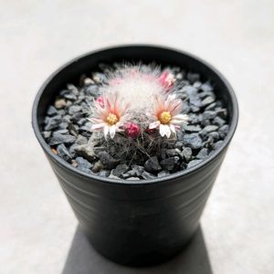 シュワルジー,多肉植物,鉢植え,多年草,マミラリア属の画像