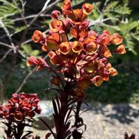 ユーフォルビア ブラックバード,トウダイグサ,トウダイグサ科　ユーフォルビア属の画像