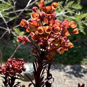 ユーフォルビア ブラックバード,トウダイグサ,トウダイグサ科　ユーフォルビア属の画像