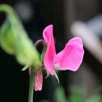 スイートピー,ちっちゃいものクラブ,聖子ちゃんの歌をもう一度♡∗︎*ﾟ,スィートピー(アカープ),小さな庭の画像