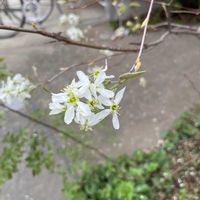 ジューンベリーの画像