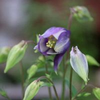 オダマキ,ちっちゃいものクラブ,小さな庭の画像