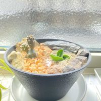 サボテン,観葉植物,サボテン科,多肉植物とサボテン,サボテン☆の画像