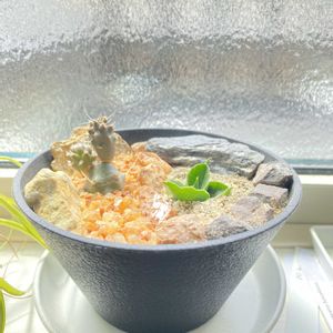 サボテン,観葉植物,サボテン科,多肉植物とサボテン,サボテン☆の画像