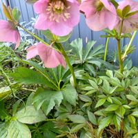 クリスマスローズの画像